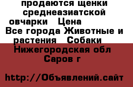 продаются щенки среднеазиатской овчарки › Цена ­ 30 000 - Все города Животные и растения » Собаки   . Нижегородская обл.,Саров г.